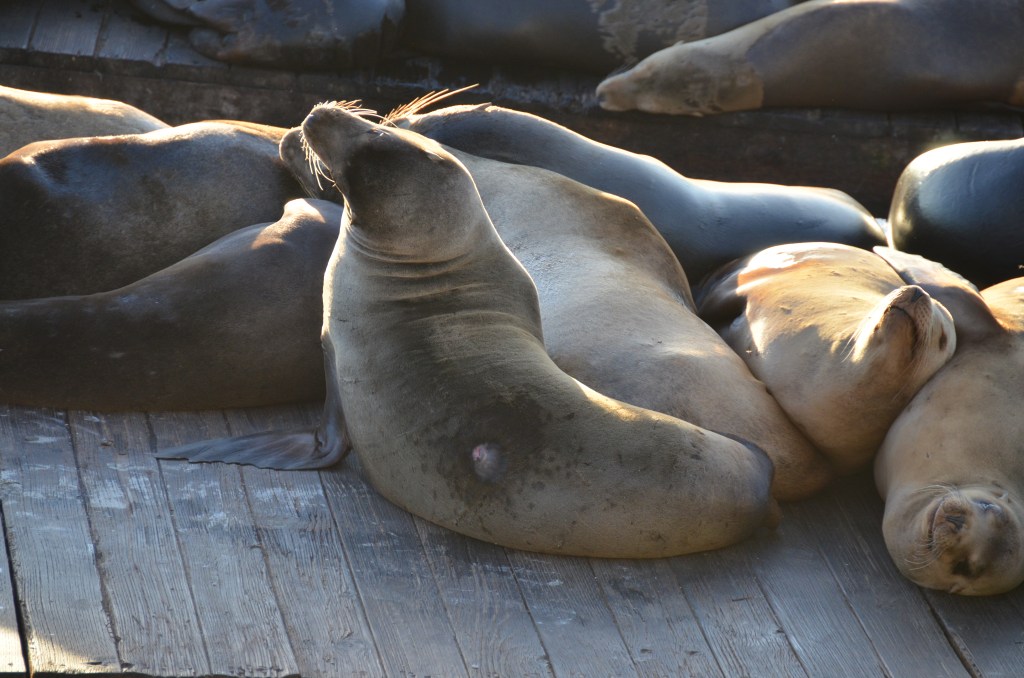 Our last day in&nbsp;California.